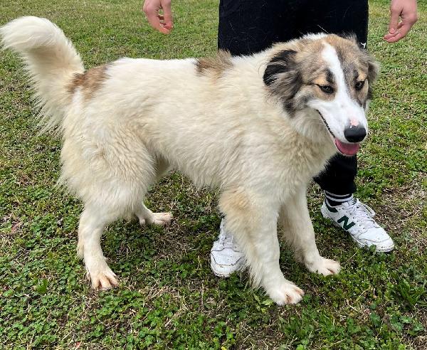 CHICCA SPLENDIDA CAGNOLONA Foto 7